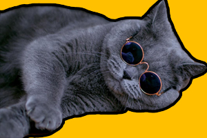 英短貓吃什么才會胖