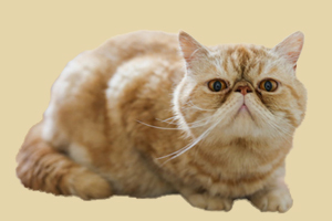 加菲貓最喜歡吃什么