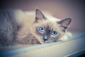 布偶貓嘴巴臭怎么辦