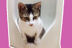 貓咪為什么隨地大小便