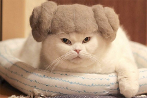 養貓掉毛吃什么