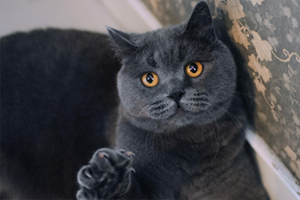 英短貓貓淚痕怎么處理