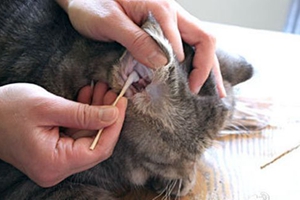 小貓咪耳朵怎么清理