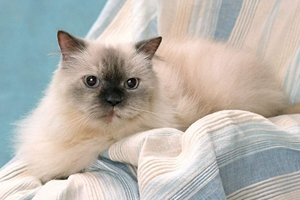 小貓冬天怎么養