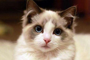 布偶貓喂養注意事項有哪些