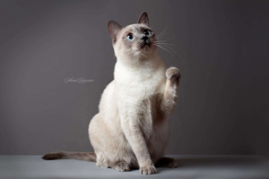 暹羅貓不吃貓糧怎么辦