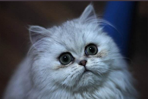 貓貓有淚痕是什么情況