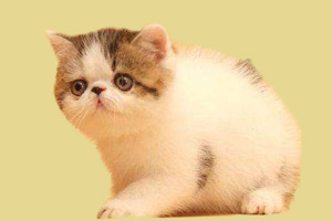 加菲貓?jiān)趺次桂B(yǎng)