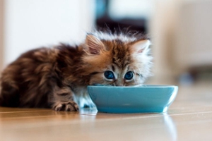 小貓?jiān)趺搭A(yù)防中暑