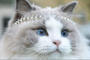 布偶貓掉毛嚴重怎么辦