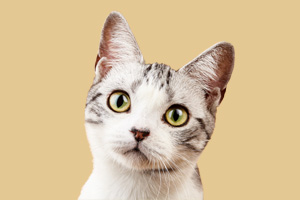 美國短毛貓怎么喂養