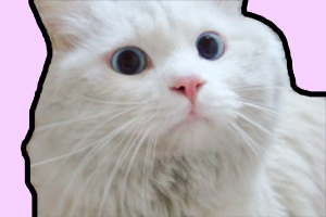 養(yǎng)貓掉毛怎么辦