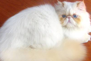 怎么給波斯貓洗澡 波斯貓洗澡的具體操作