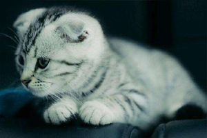 折耳貓?jiān)趺答B(yǎng)