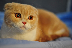 蘇格蘭折耳貓?jiān)趺答B(yǎng)