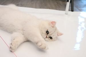 養金吉拉貓的方法是什么