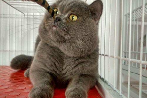 怎么給英短剪指甲