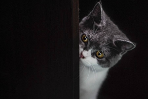 美短怎么養(yǎng)胖