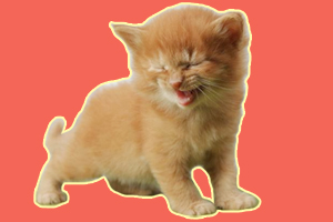 小貓咪一直叫怎么辦