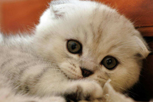 折耳貓吃什么貓糧好