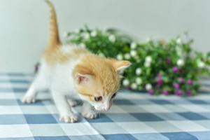 小貓斷奶注意什么