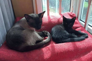 暹羅貓幼貓?jiān)趺答B(yǎng)