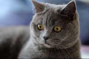 短毛貓如何飼養