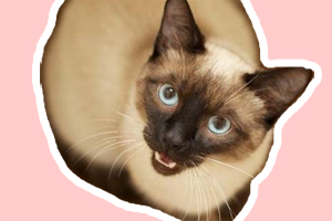 暹羅貓為什么總叫