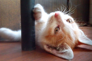 家貓?jiān)趺答B(yǎng)胖