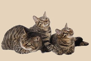 貍花貓吃什么好