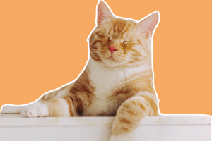 橘貓怎么養不胖