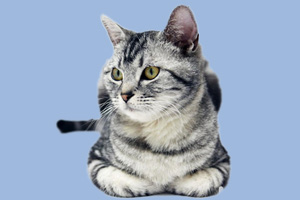 美國短毛貓怎么養(yǎng)