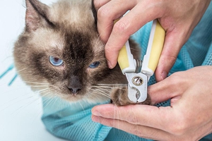 怎樣給貓貓剪指甲