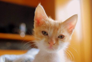 怎么把小貓養胖