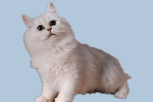 金吉拉貓怎么養