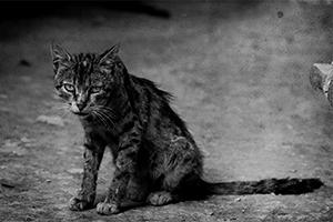 收養流浪貓要做什么檢查