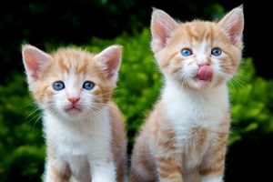 養貓的好處有哪些