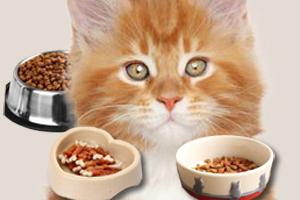 寵物餐具的材質(zhì)如何挑選