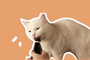 怎樣養貓不會得寄生蟲