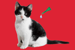 幼貓驅蟲時間是什么