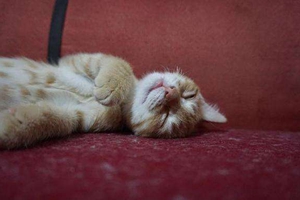 養貓指南有哪些