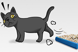 貓砂使用方法