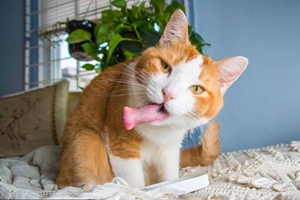 貓薄荷對貓有害嗎