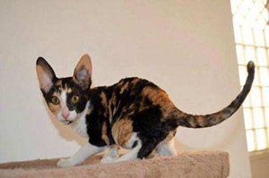 柯尼斯卷毛貓怎么喂養