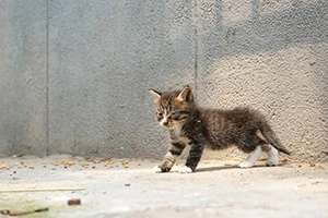 收養流浪貓要注意事項