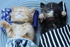 寵物寄養需要注意什么