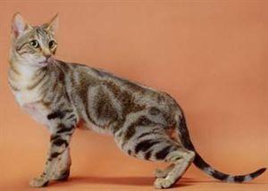 肯尼亞貓幼貓吃什么 肯尼亞貓幼貓喂養