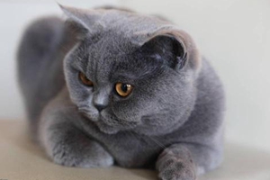 英國短毛貓怎么美容 英國短毛貓美容視頻