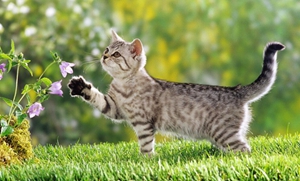 貓可以放養嗎 貓咪放養的危害介紹