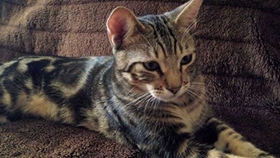 肯尼亞貓喂什么 肯尼亞貓喂食選擇